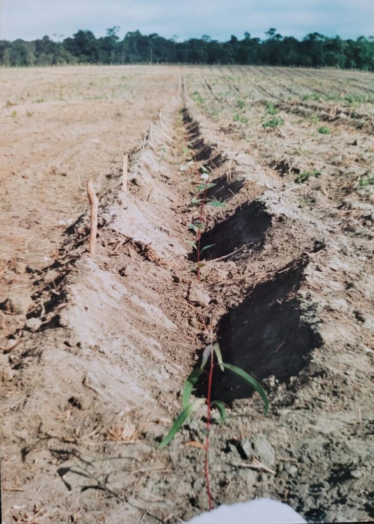 Primeiras mudas plantadas na Fazenda Zoka - 2004